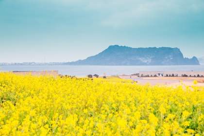 Du lịch Hàn Quốc 2025: Khám phá mùa hè ở Jeju (Khởi hành từ Đà Nẵng)