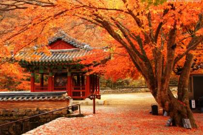 DU LỊCH HÀN QUỐC: ĐÀ NẴNG – SEOUL – NAMI – EVERLAND
