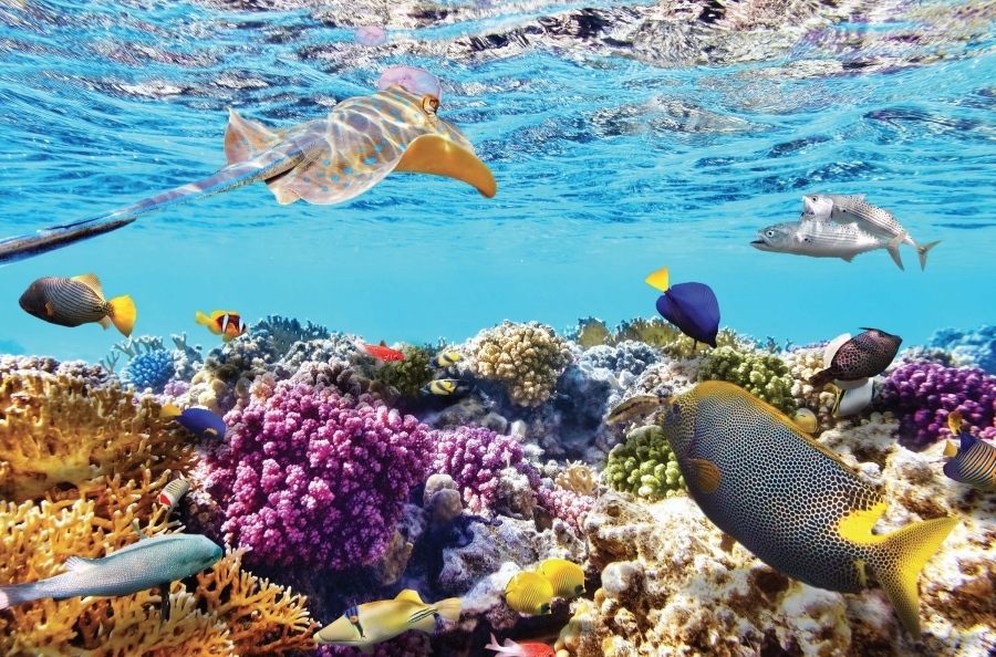 HALF DAY JOIN TOUR | WALKING UNDERWATER - CHAM ISLAND (SPEED BOAT)